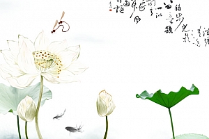 荷花——中国风ppt模板