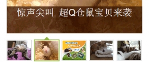 雅虎宠物首页幻灯片设计制作牛品源码-源码下载-源码社区-zblog主题插件-PHP源码-三合一源码-直播源码-短视频源码-APP源码-即时通讯-源码-交友源码牛品源码网