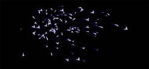 html5 canvas鸟群飞来飞去动画特效牛品源码-源码下载-源码社区-zblog主题插件-PHP源码-三合一源码-直播源码-短视频源码-APP源码-即时通讯-源码-交友源码牛品源码网