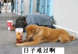 百分百搞笑QQ表情_QQ表情牛品源码-源码下载-源码社区-zblog主题插件-PHP源码-三合一源码-直播源码-短视频源码-APP源码-即时通讯-源码-交友源码牛品源码网