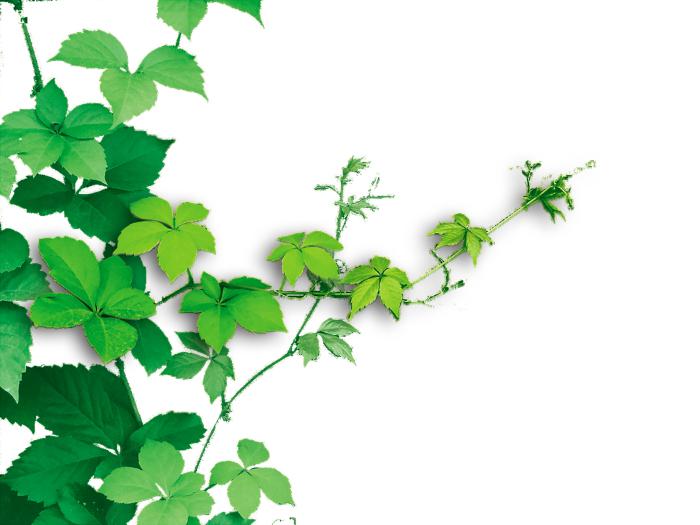 绿色藤蔓植物psd素材牛品源码-源码下载-源码社区-zblog主题插件-PHP源码-三合一源码-直播源码-短视频源码-APP源码-即时通讯-源码-交友源码牛品源码网