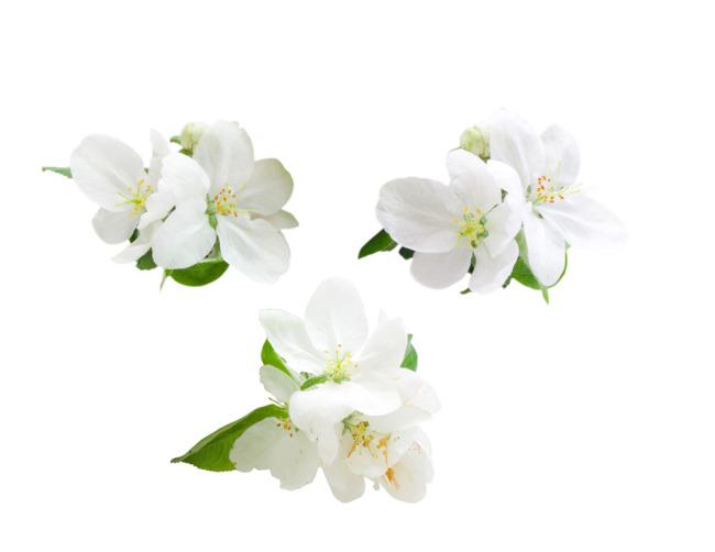 白花朵抠图牛品源码-源码下载-源码社区-zblog主题插件-PHP源码-三合一源码-直播源码-短视频源码-APP源码-即时通讯-源码-交友源码牛品源码网