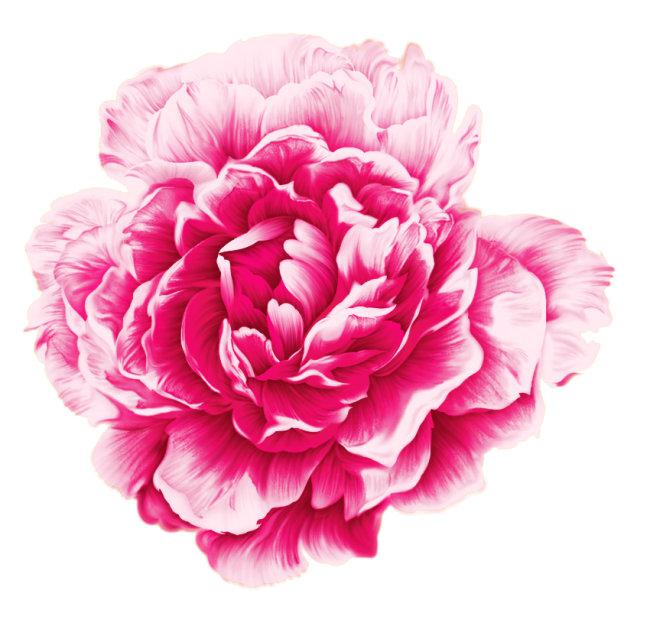 牡丹花朵图案抠图牛品源码-源码下载-源码社区-zblog主题插件-PHP源码-三合一源码-直播源码-短视频源码-APP源码-即时通讯-源码-交友源码牛品源码网