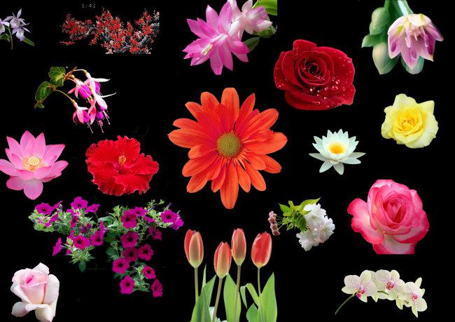 各种花朵ps扣图牛品源码-源码下载-源码社区-zblog主题插件-PHP源码-三合一源码-直播源码-短视频源码-APP源码-即时通讯-源码-交友源码牛品源码网