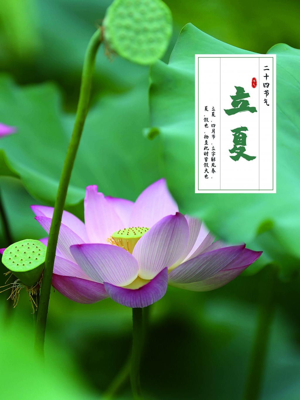 简约中国风立夏节气海报牛品源码-源码下载-源码社区-zblog主题插件-PHP源码-三合一源码-直播源码-短视频源码-APP源码-即时通讯-源码-交友源码牛品源码网