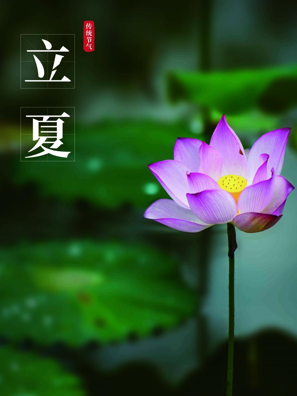 二十四节气立夏宣传海报牛品源码-源码下载-源码社区-zblog主题插件-PHP源码-三合一源码-直播源码-短视频源码-APP源码-即时通讯-源码-交友源码牛品源码网