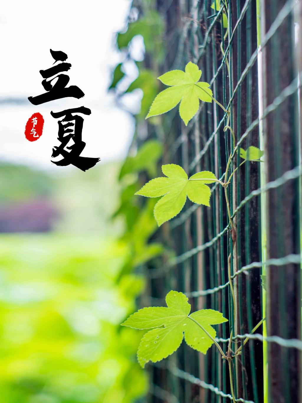 中国传统二十四节气立夏海报牛品源码-源码下载-源码社区-zblog主题插件-PHP源码-三合一源码-直播源码-短视频源码-APP源码-即时通讯-源码-交友源码牛品源码网
