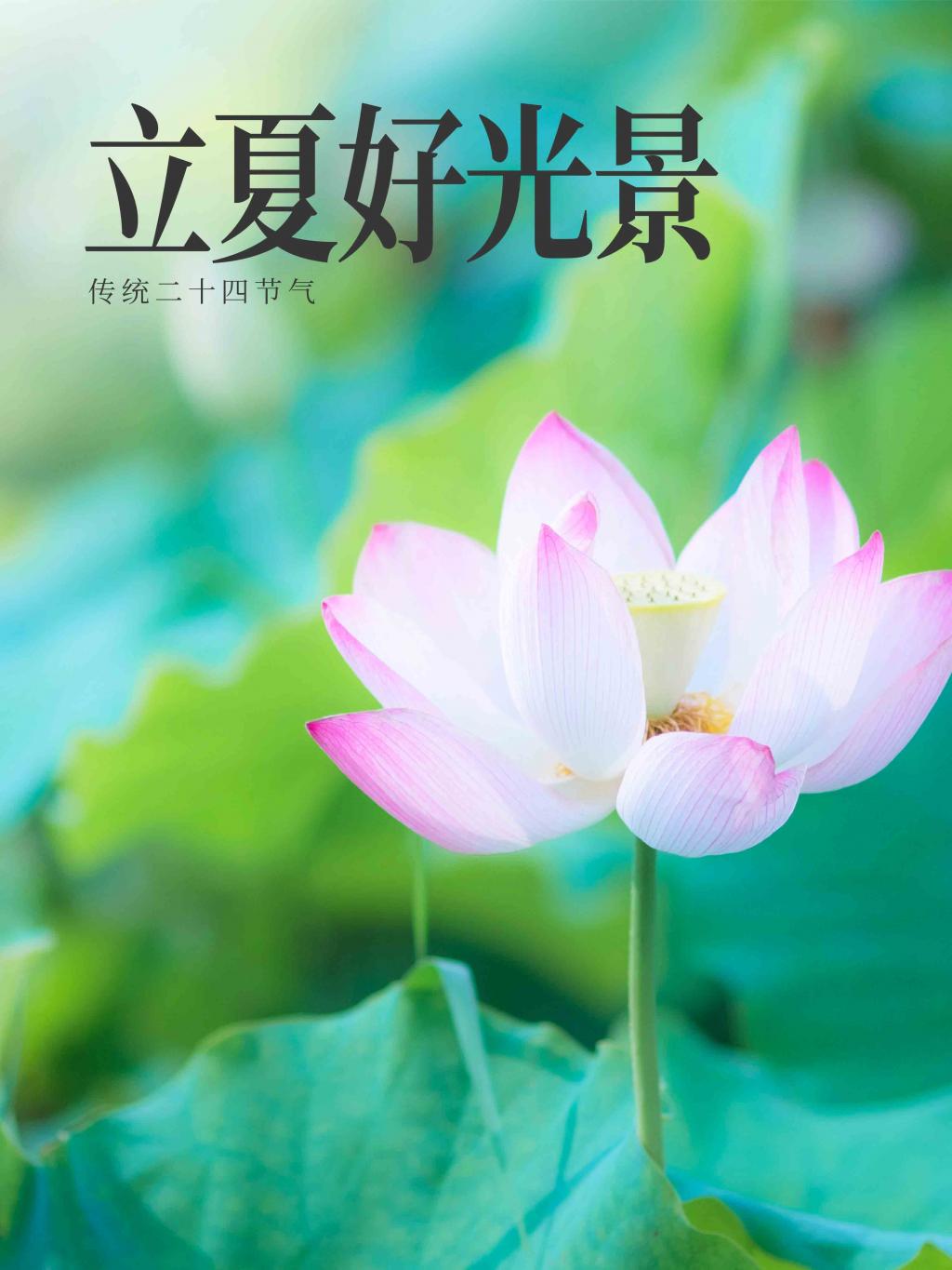 立夏二十四节气海报牛品源码-源码下载-源码社区-zblog主题插件-PHP源码-三合一源码-直播源码-短视频源码-APP源码-即时通讯-源码-交友源码牛品源码网