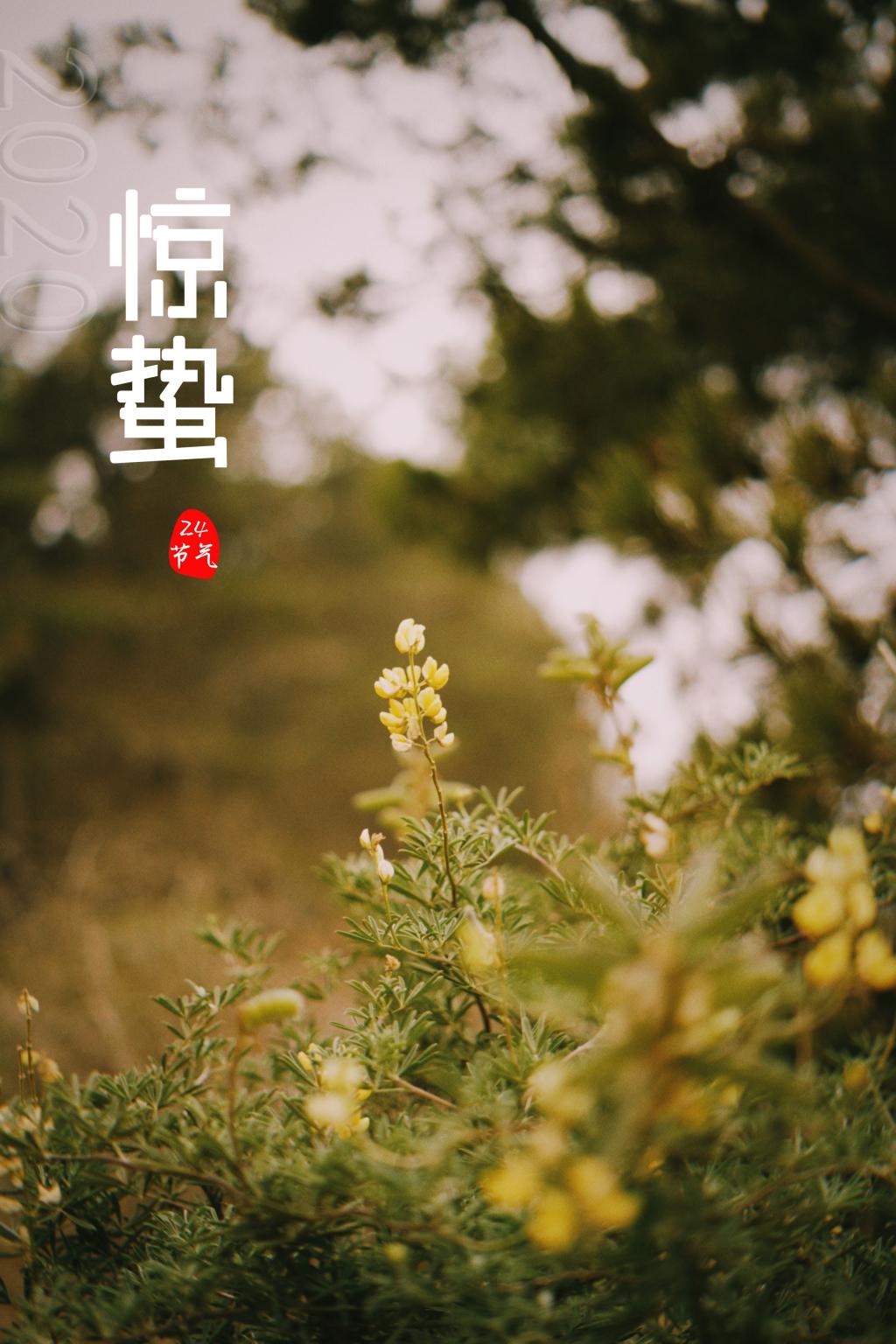 2020年惊蛰节气图片牛品源码-源码下载-源码社区-zblog主题插件-PHP源码-三合一源码-直播源码-短视频源码-APP源码-即时通讯-源码-交友源码牛品源码网