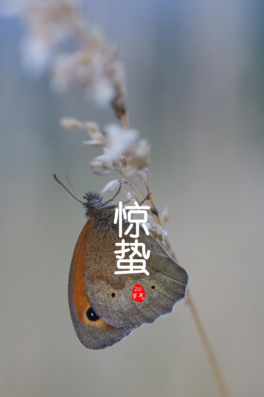 传统24节气惊蛰图片牛品源码-源码下载-源码社区-zblog主题插件-PHP源码-三合一源码-直播源码-短视频源码-APP源码-即时通讯-源码-交友源码牛品源码网