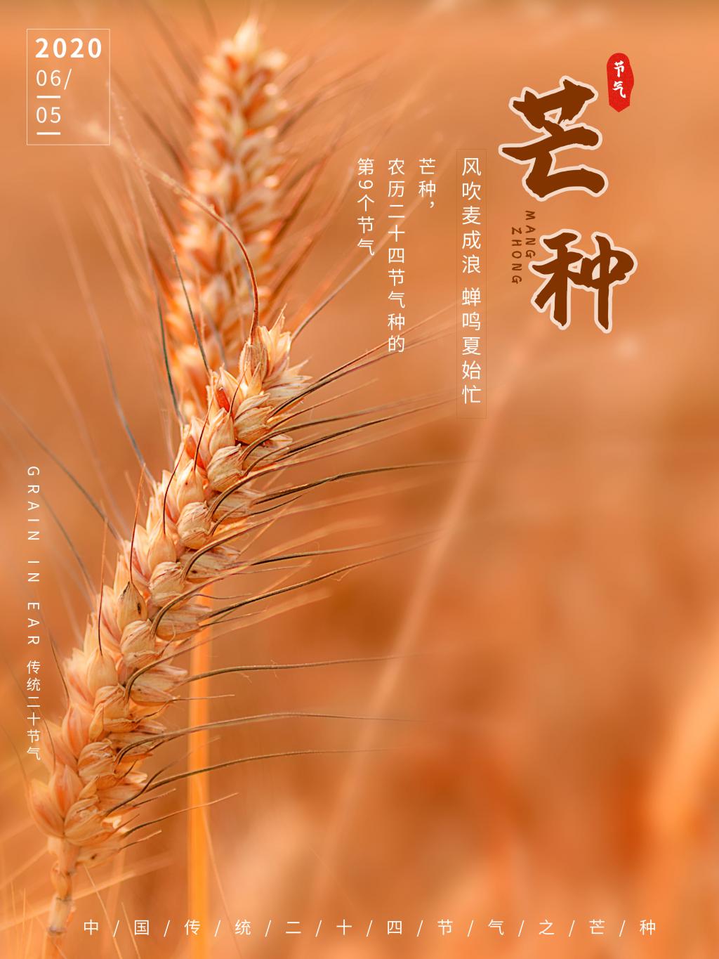 二十四节气之芒种海报牛品源码-源码下载-源码社区-zblog主题插件-PHP源码-三合一源码-直播源码-短视频源码-APP源码-即时通讯-源码-交友源码牛品源码网