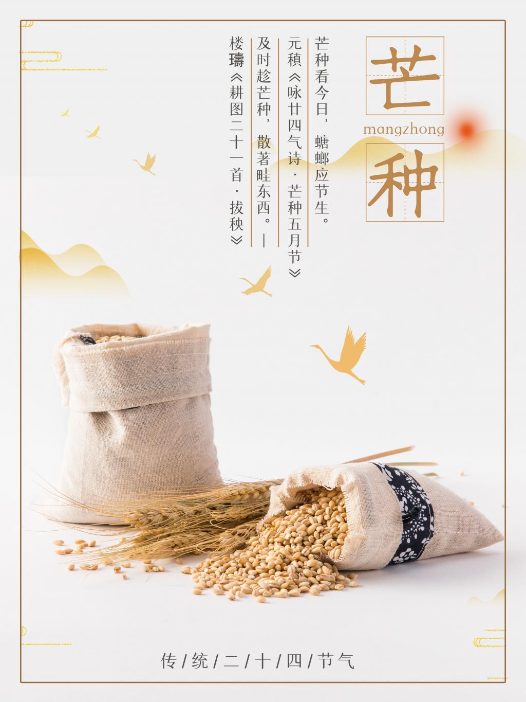 中国传统二十四节气芒种海报牛品源码-源码下载-源码社区-zblog主题插件-PHP源码-三合一源码-直播源码-短视频源码-APP源码-即时通讯-源码-交友源码牛品源码网