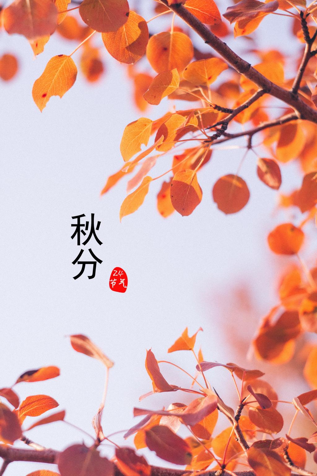 秋分节气图片牛品源码-源码下载-源码社区-zblog主题插件-PHP源码-三合一源码-直播源码-短视频源码-APP源码-即时通讯-源码-交友源码牛品源码网