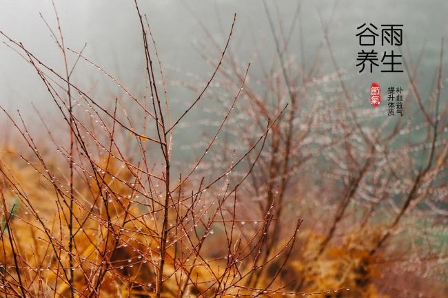 谷雨节气养生图片牛品源码-源码下载-源码社区-zblog主题插件-PHP源码-三合一源码-直播源码-短视频源码-APP源码-即时通讯-源码-交友源码牛品源码网