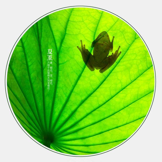 叶上青蛙夏至背景牛品源码-源码下载-源码社区-zblog主题插件-PHP源码-三合一源码-直播源码-短视频源码-APP源码-即时通讯-源码-交友源码牛品源码网