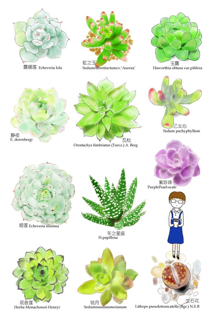 手绘12种多肉植物牛品源码-源码下载-源码社区-zblog主题插件-PHP源码-三合一源码-直播源码-短视频源码-APP源码-即时通讯-源码-交友源码牛品源码网