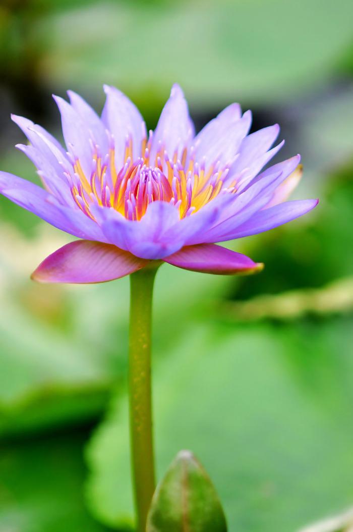一枝紫色睡莲牛品源码-源码下载-源码社区-zblog主题插件-PHP源码-三合一源码-直播源码-短视频源码-APP源码-即时通讯-源码-交友源码牛品源码网