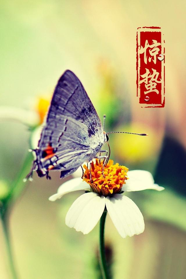 蝴蝶采花惊蛰图片牛品源码-源码下载-源码社区-zblog主题插件-PHP源码-三合一源码-直播源码-短视频源码-APP源码-即时通讯-源码-交友源码牛品源码网
