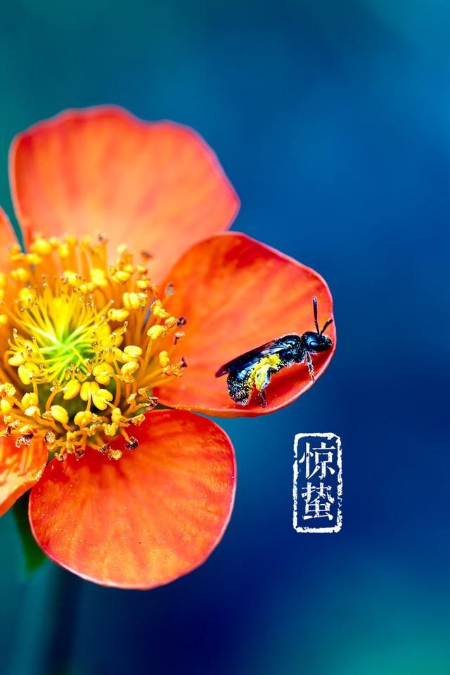 蜂与花惊蛰图片牛品源码-源码下载-源码社区-zblog主题插件-PHP源码-三合一源码-直播源码-短视频源码-APP源码-即时通讯-源码-交友源码牛品源码网