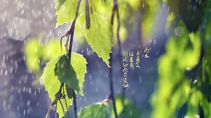 雨中绿藤24节气雨水图片牛品源码-源码下载-源码社区-zblog主题插件-PHP源码-三合一源码-直播源码-短视频源码-APP源码-即时通讯-源码-交友源码牛品源码网