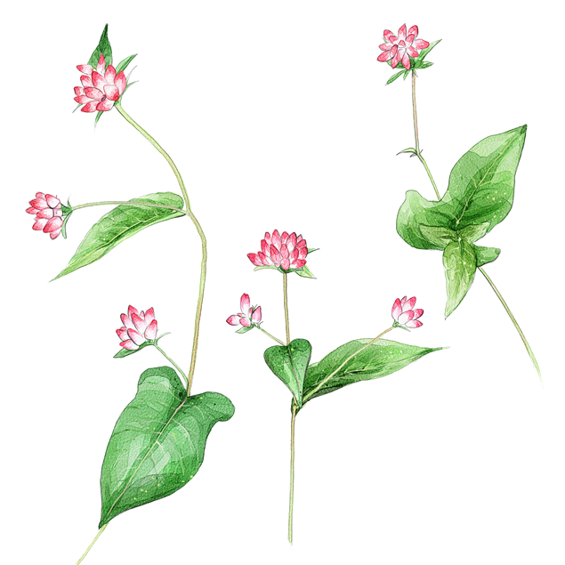春天的花儿——水彩花卉超高清png大图（17张）牛品源码-源码下载-源码社区-zblog主题插件-PHP源码-三合一源码-直播源码-短视频源码-APP源码-即时通讯-源码-交友源码牛品源码网