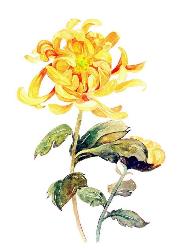 菊花 仙鹤 重阳节png图片素材牛品源码-源码下载-源码社区-zblog主题插件-PHP源码-三合一源码-直播源码-短视频源码-APP源码-即时通讯-源码-交友源码牛品源码网