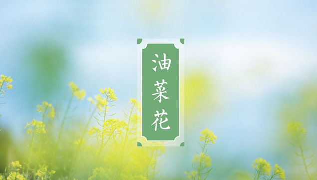 淡雅清新自然油菜花ppt模板牛品源码-源码下载-源码社区-zblog主题插件-PHP源码-三合一源码-直播源码-短视频源码-APP源码-即时通讯-源码-交友源码牛品源码网