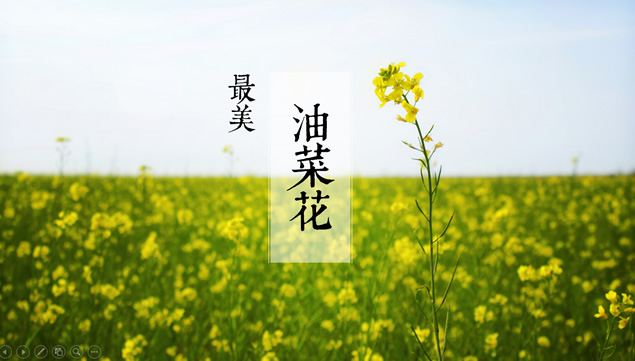 油菜花开春到来——最美油菜花ppt模板牛品源码-源码下载-源码社区-zblog主题插件-PHP源码-三合一源码-直播源码-短视频源码-APP源码-即时通讯-源码-交友源码牛品源码网