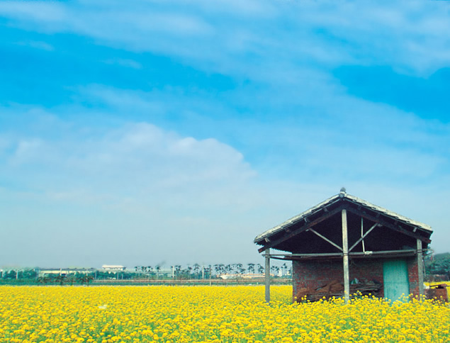 油菜花海大自然田园风背景ppt模板牛品源码-源码下载-源码社区-zblog主题插件-PHP源码-三合一源码-直播源码-短视频源码-APP源码-即时通讯-源码-交友源码牛品源码网