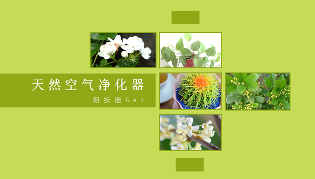 植物对空气环境的改观影响ppt模板牛品源码-源码下载-源码社区-zblog主题插件-PHP源码-三合一源码-直播源码-短视频源码-APP源码-即时通讯-源码-交友源码牛品源码网
