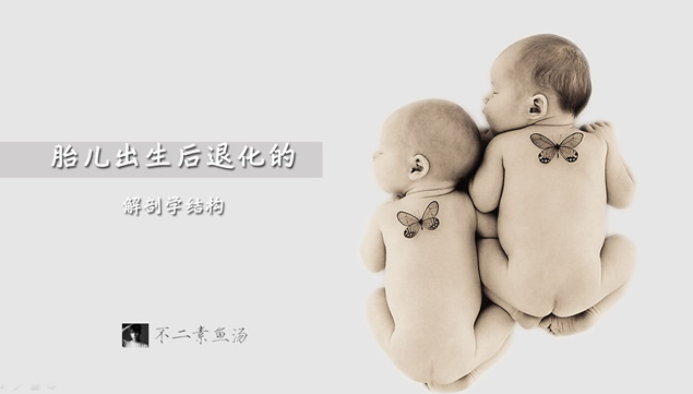 胎儿出生后退化的解剖学结构——个人作业课堂演示简易ppt模板牛品源码-源码下载-源码社区-zblog主题插件-PHP源码-三合一源码-直播源码-短视频源码-APP源码-即时通讯-源码-交友源码牛品源码网