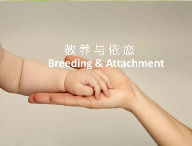 教养与依恋——对孩子的教育分析ppt模板牛品源码-源码下载-源码社区-zblog主题插件-PHP源码-三合一源码-直播源码-短视频源码-APP源码-即时通讯-源码-交友源码牛品源码网