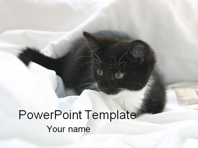 可爱猫咪ppt模板牛品源码-源码下载-源码社区-zblog主题插件-PHP源码-三合一源码-直播源码-短视频源码-APP源码-即时通讯-源码-交友源码牛品源码网