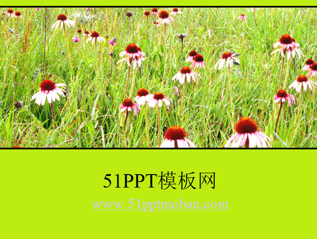绿色花草丛ppt模板牛品源码-源码下载-源码社区-zblog主题插件-PHP源码-三合一源码-直播源码-短视频源码-APP源码-即时通讯-源码-交友源码牛品源码网