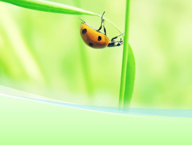 绿叶上的瓢虫PPT自然模板牛品源码-源码下载-源码社区-zblog主题插件-PHP源码-三合一源码-直播源码-短视频源码-APP源码-即时通讯-源码-交友源码牛品源码网