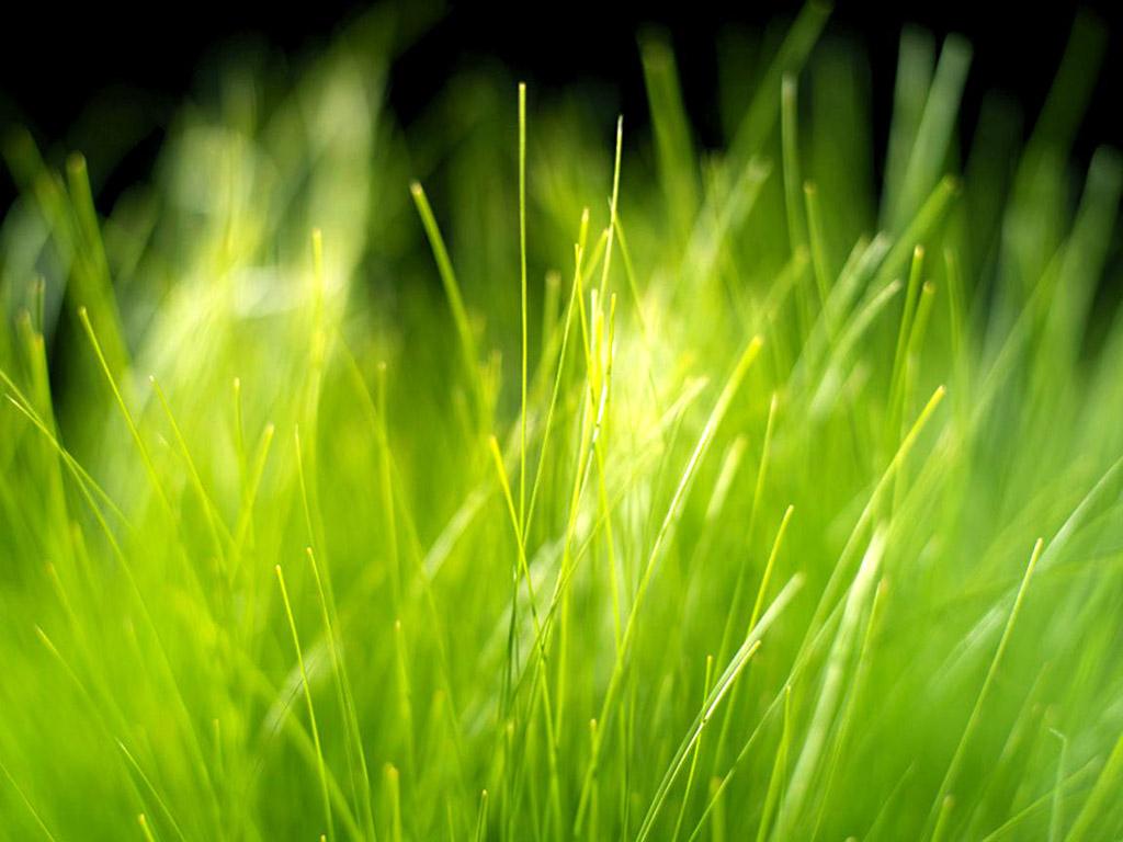 24张花草植物绿色背景图片打包下载牛品源码-源码下载-源码社区-zblog主题插件-PHP源码-三合一源码-直播源码-短视频源码-APP源码-即时通讯-源码-交友源码牛品源码网