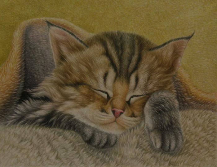 睡觉的猫咪工笔画动物图片牛品源码-源码下载-源码社区-zblog主题插件-PHP源码-三合一源码-直播源码-短视频源码-APP源码-即时通讯-源码-交友源码牛品源码网