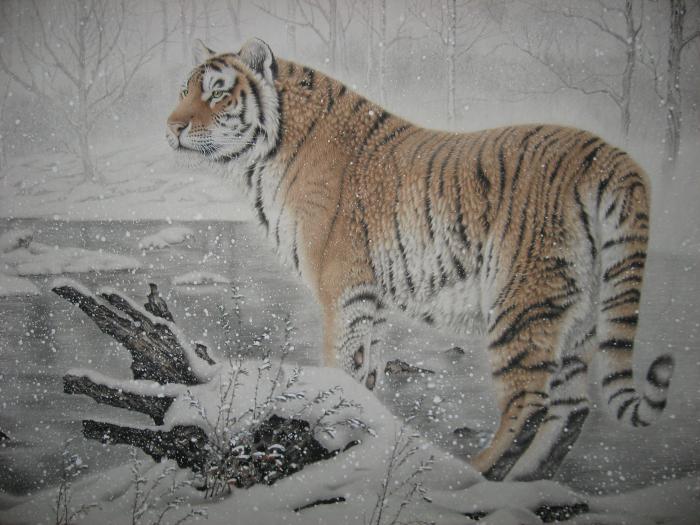 工笔画雪天老虎动物图片牛品源码-源码下载-源码社区-zblog主题插件-PHP源码-三合一源码-直播源码-短视频源码-APP源码-即时通讯-源码-交友源码牛品源码网