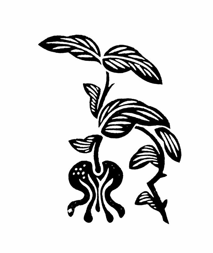 简单植物黑白装饰画牛品源码-源码下载-源码社区-zblog主题插件-PHP源码-三合一源码-直播源码-短视频源码-APP源码-即时通讯-源码-交友源码牛品源码网