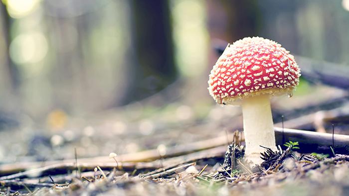 小清新蘑菇壁纸牛品源码-源码下载-源码社区-zblog主题插件-PHP源码-三合一源码-直播源码-短视频源码-APP源码-即时通讯-源码-交友源码牛品源码网