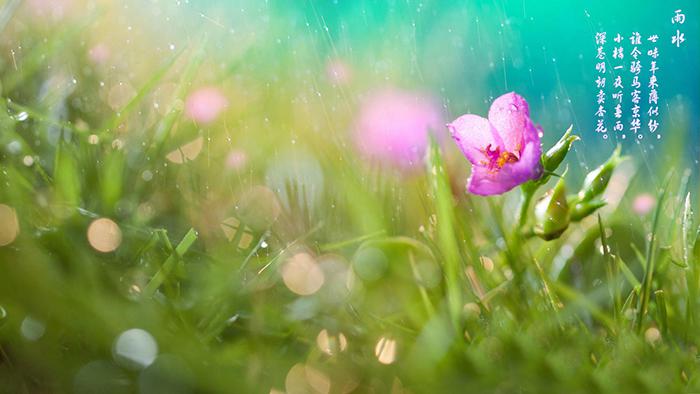 唯美的雨水节气图片牛品源码-源码下载-源码社区-zblog主题插件-PHP源码-三合一源码-直播源码-短视频源码-APP源码-即时通讯-源码-交友源码牛品源码网