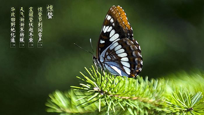 惊蛰的蝴蝶图片牛品源码-源码下载-源码社区-zblog主题插件-PHP源码-三合一源码-直播源码-短视频源码-APP源码-即时通讯-源码-交友源码牛品源码网