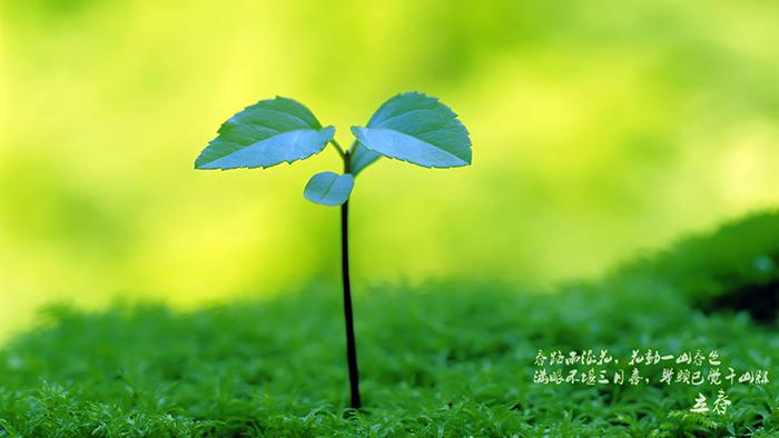 立春的新芽图片牛品源码-源码下载-源码社区-zblog主题插件-PHP源码-三合一源码-直播源码-短视频源码-APP源码-即时通讯-源码-交友源码牛品源码网
