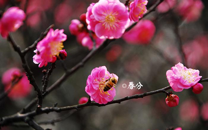 春分的梅花壁纸牛品源码-源码下载-源码社区-zblog主题插件-PHP源码-三合一源码-直播源码-短视频源码-APP源码-即时通讯-源码-交友源码牛品源码网