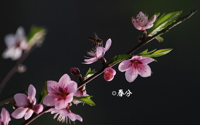 二十四节气之春分图片牛品源码-源码下载-源码社区-zblog主题插件-PHP源码-三合一源码-直播源码-短视频源码-APP源码-即时通讯-源码-交友源码牛品源码网