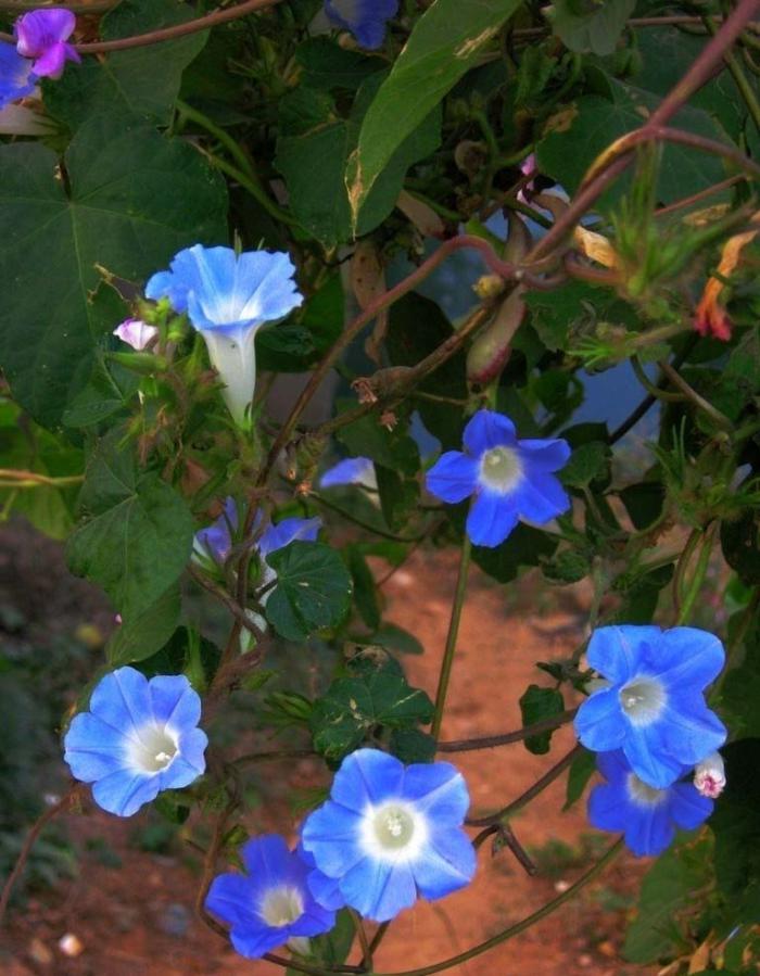 蓝色牵牛花花丛牛品源码-源码下载-源码社区-zblog主题插件-PHP源码-三合一源码-直播源码-短视频源码-APP源码-即时通讯-源码-交友源码牛品源码网