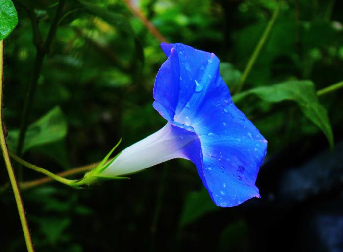 蓝色牵牛花牛品源码-源码下载-源码社区-zblog主题插件-PHP源码-三合一源码-直播源码-短视频源码-APP源码-即时通讯-源码-交友源码牛品源码网