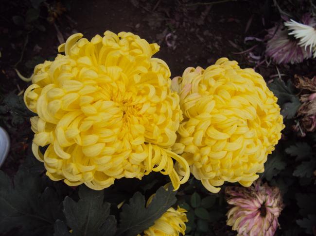 黄色花朵菊花高清图片牛品源码-源码下载-源码社区-zblog主题插件-PHP源码-三合一源码-直播源码-短视频源码-APP源码-即时通讯-源码-交友源码牛品源码网