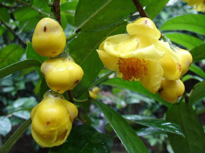 枝头盛开的金茶花图片牛品源码-源码下载-源码社区-zblog主题插件-PHP源码-三合一源码-直播源码-短视频源码-APP源码-即时通讯-源码-交友源码牛品源码网
