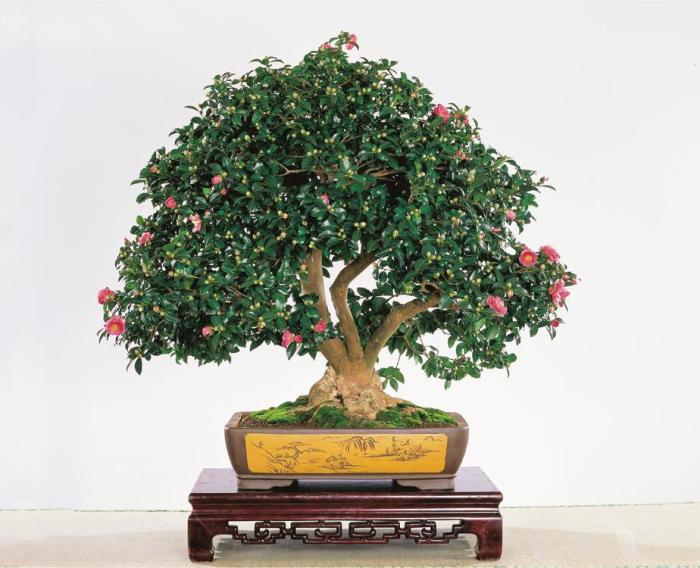 好看的山茶花盆栽图片牛品源码-源码下载-源码社区-zblog主题插件-PHP源码-三合一源码-直播源码-短视频源码-APP源码-即时通讯-源码-交友源码牛品源码网